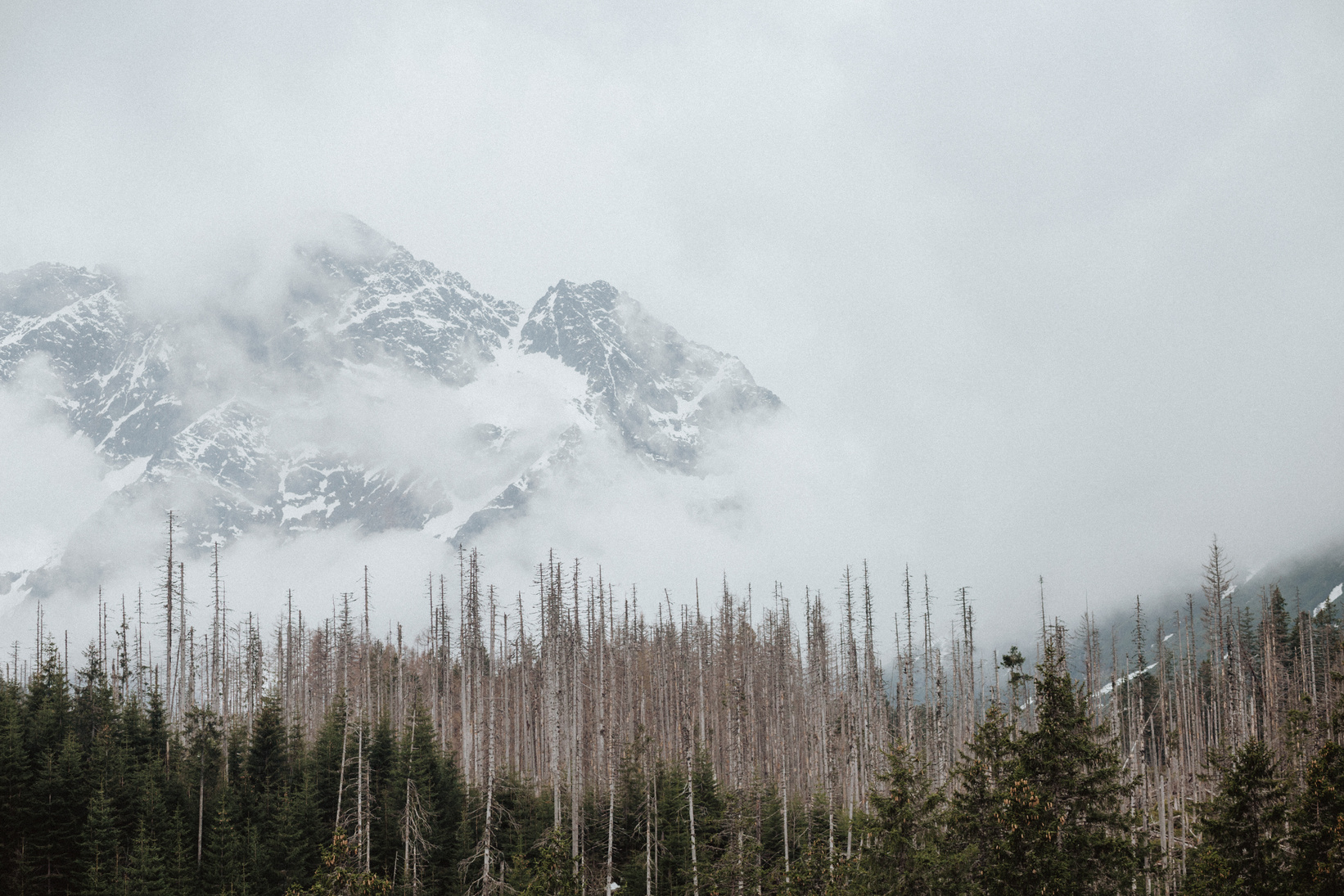 Green Pine Trees Near Snow Covered Mountain